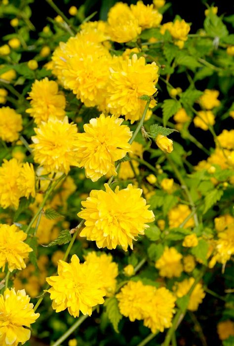 Kerria japonica 'Pleniflora' Kerria Japonica, Flowering Bushes, The Flowers, Vines, Garden Ideas, Exterior, Collage, Yellow, Plants