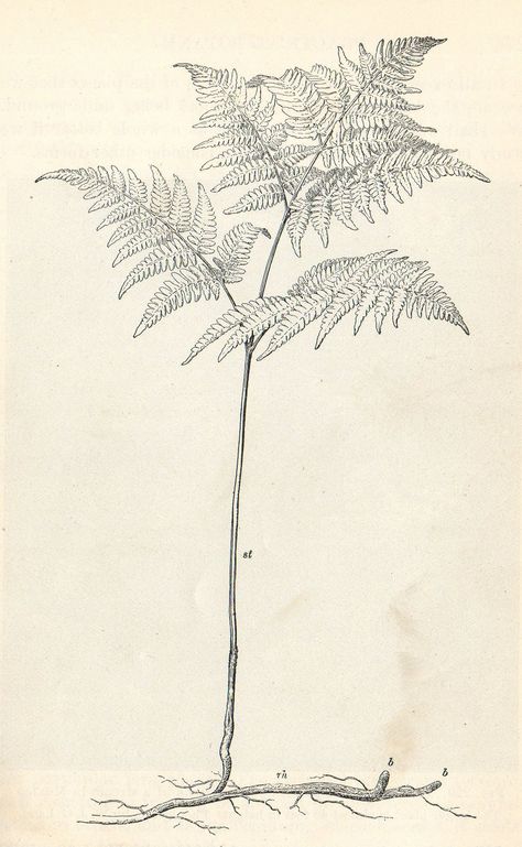 Bracken Fern Drawing, Fern Scientific Illustration, Fern Drawing, Fern Illustration, Bracken Fern, Fern Tattoo, Green Room, Scientific Illustration, Green Rooms