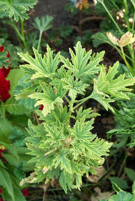 This guide to citronella plant care will help you keep this scented geranium thriving year-round. Keep your citronella plant healthy with these citronella tips. #citronella #citronellaplant #citronellagrowingtips #bhg Growing Citronella Plant, Citronella Plant Care, Plants That Repel Flies, Foraging Guide, Citronella Plant, Mosquito Plants, Edible Flowers Recipes, Scented Geranium, Gardening Zones