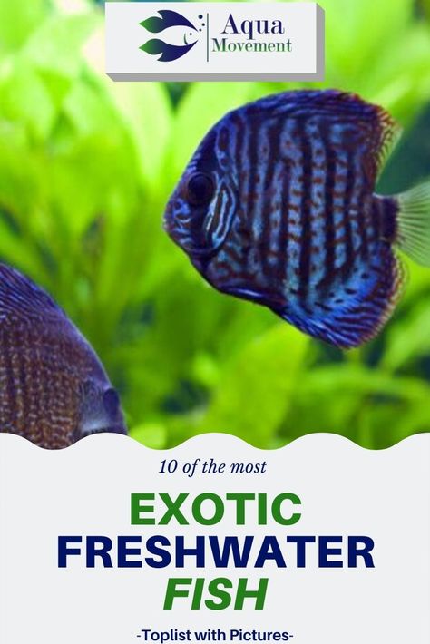 In this guide, you’ll find everything you need to know about the most exotic and coolest freshwater aquarium fish including a toplist with pictures. Read more! Best Aquarium Fish, Tropical Freshwater Fish, Fish Varieties, Fresh Water Fish Tank, Freshwater Aquarium Fish, Fish Care, Marine Fish, Exotic Fish, Saltwater Aquarium