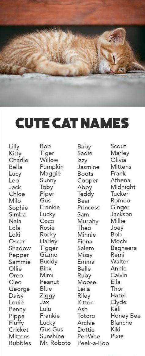 Name For Cats, Names For Cats, Boy Cat Names, Cute Animal Names, Unique Cat Names, Cute Pet Names, Cats Name, Cute Cat Names, Cute Name