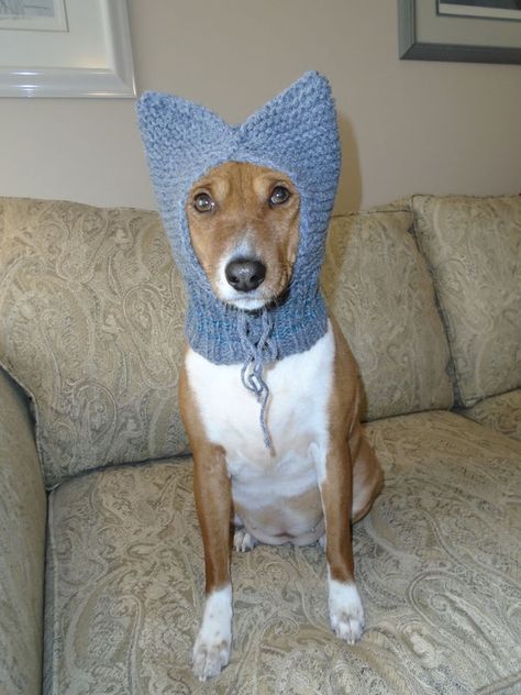 Free Knitted Dog Hat Patterns, Knitted Hat For Dog Free Pattern, Knitted Dog Hats Free Pattern, Dog Hat Knitting Pattern, Dog Snood Knitting Pattern, Dog Beanie Pattern, Dog Ear Warmer, Crochet Dog Hat Free Pattern, Dog Hat Pattern