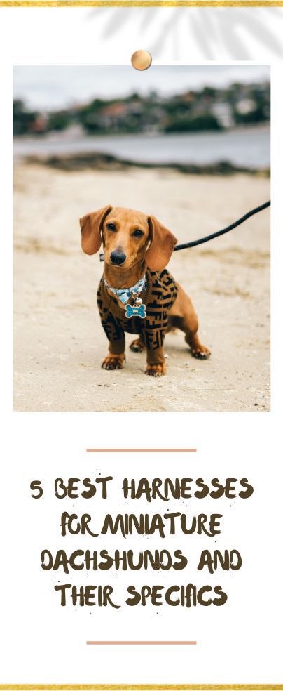 Dog harnesses are an amazing tool for any breed but are especially useful for Doxies. Here are our 5 best harnesses for miniature dachshunds and their specifics. We’ll go over what makes for a good harness, why they are better than collars, what the different types of harnesses are, and then we’ll mention some of the best products on the market right now. Dachshund Accessories For Dogs, Dachshund Harness, Toy Dachshund, Dachshund Accessories, Dachshund Decor, All Dog Breeds, House Improvement, Dachshund Breed, Personalized Leather Dog Collar