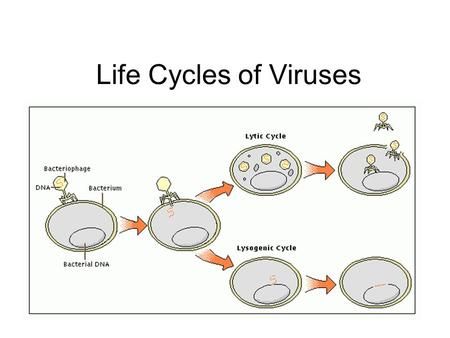 Life Cycles of Viruses. Lytic Cycle, Nucleic Acid, Biology Lessons, Microbiology, Teaching And Learning, The Host, Science Projects, Life Cycles, Learning Activities