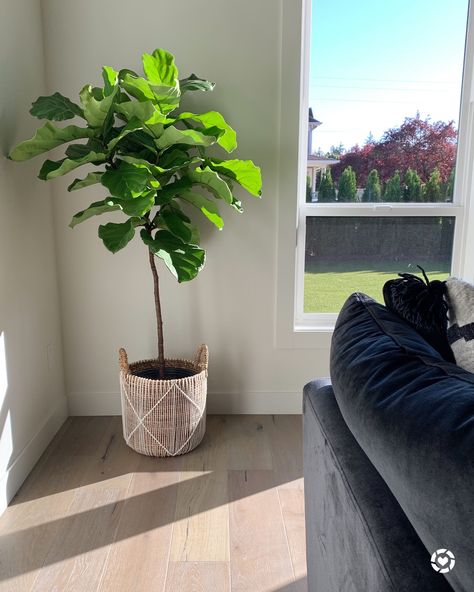 Fiddle Leaf Fig Tree Fiddle Leaf Tree Living Room, Tree Living Room, Fiddle Leaf Tree, Tree Aesthetic, Fiddle Leaf Fig Tree, Living Room Corner, Room Corner, Fiddle Leaf, Aesthetic Decor