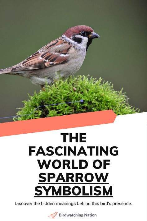 Unlock the secrets of 'Sparrow Symbolism' with this enlightening pin! Sparrows, small yet significant, carry deep symbolic meanings of joy, simplicity, and community. This pin offers a glimpse into how these charming birds are viewed in different cultures and their symbolic importance. Ideal for nature lovers and those intrigued by avian symbolism. Pin this to delve into the beautiful world of sparrow symbolism and discover how these tiny birds hold big meanings! 🐦 Bird Meanings Symbols, Sparrow Tattoo Meaning, Birds And What They Symbolize, Swallow Spiritual Meaning, Sparrow Symbolism, Bird Symbolism, Bird Meaning, Symbolic Meanings, Sparrow Tattoo