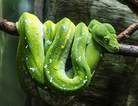 Green snake. Curled on a tree branch , #sponsored, #snake, #Green, #Curled, #branch, #tree #ad Snake On A Branch, Snake In Tree, Green Tree Snake, Snake Green, Vine Snake, Smooth Green Snake, Tree Snake, Rough Green Snake, Snake Dragon