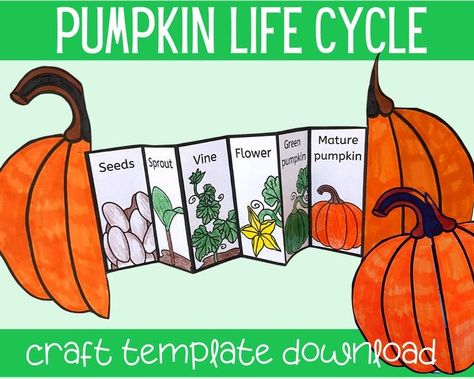 20 Activities To Teach The Pumpkin Life Cycle - Teaching Expertise Pumpkin Life Cycle Craft, Science Foldables, Life Cycle Of A Pumpkin, Pumpkin Science, Apple Life Cycle, Life Cycle Craft, Fall Science, Pumpkin Life Cycle, Craft Preschool