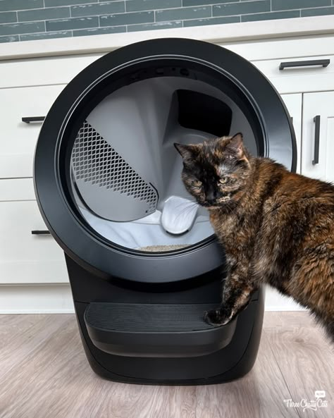 Best Litter Box, Litter Tracking, Automatic Litter Box, Litter Robot, Self Cleaning Litter Box, Cleaning Litter Box, Litter Box Furniture, Carbon Filter, Cat Health