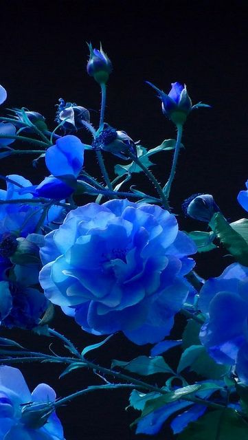 Explore vadaka1986's photos on Flickr. vadaka1986 has uploaded 11920 photos to Flickr. Blue Rose Garden, Sky Blue Flowers, Rose Belle, Roses Blue, Rose Bleu, Rose Blue, Blue Roses, Love Rose, Blue Skies