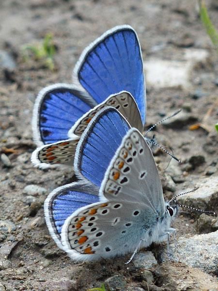 Botanical Floral Art, Garden Of Earthly Delights, Butterfly Photos, Beautiful Bugs, Butterfly Pictures, Insect Art, Butterfly Garden, Butterfly Flowers, Butterfly Art