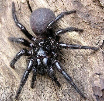 Basically spiders are the best reason to visit Australia -  This here is the Sydney Funnel Web Spider #Spiders Sydney Funnel Web Spider, Giant Huntsman Spider, Spiders In Australia, Dangerous Spiders, Funnel Web Spider, Scared Of Spiders, Venomous Animals, Poisonous Spiders, Huntsman Spider