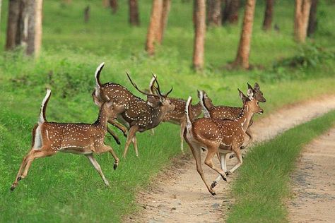 fun National Parks In India, Gir Forest, King Of The Forest, Spotted Deer, Deer Photography, Pitcher Plants, Jim Corbett National Park, Deer Running, Jim Corbett