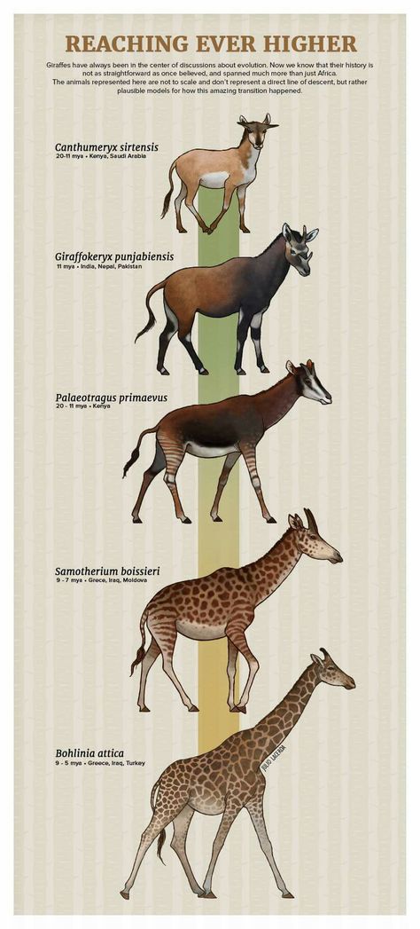 Giraffe Evolution Giraffe Evolution, Evolution Of Animals, Animal Evolution, Prehistoric Fauna, Prehistoric Mammals, Prehistoric Animals Dinosaurs, Prehistoric Wildlife, Prehistoric World, Ancient Animals