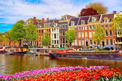 Cityscape view of the canal of Amsterdam in summer with a blue sky and traditional old houses. Colorful spring tulips flowerbed on. The foreground. Picturesque royalty free stock photos Amsterdam In Summer, Amsterdam Photos, Amsterdam City, Spring Tulips, City Landscape, Summer Blue, Beautiful Buildings, White Summer, Landscape Photos