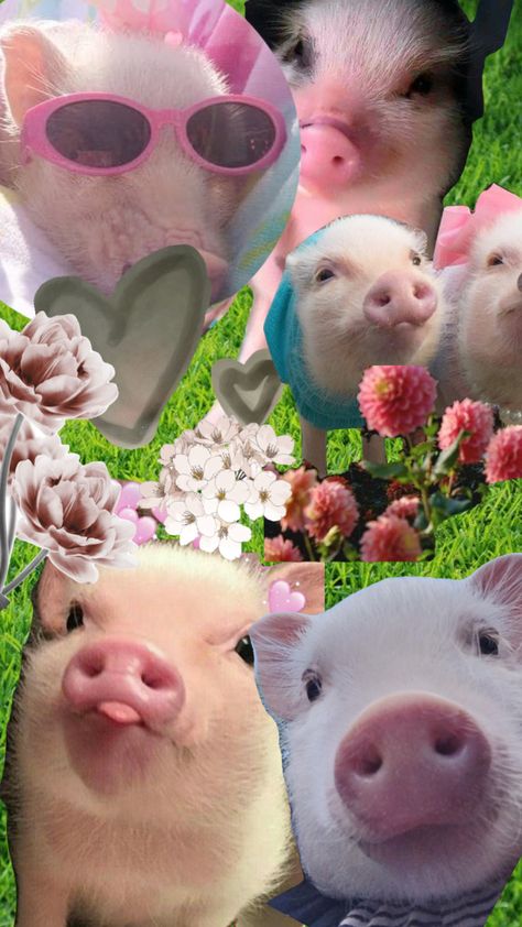 Cute Pigs Aesthetic, Pink Pig Wallpaper, Pig Aesthetic Wallpaper, Cute Pig Wallpaper, Pigs Wallpaper, Cute Pink Aesthetic, Pig Cute, Cute Iphone Wallpaper Tumblr, Micro Pigs