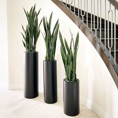 Corry Tall Cylinder Planter by Jay Scotts Plant Boutique, Tall Potted Plants, Pots Ideas, Fiberglass Planters, Tall Flowers, Tall Planters, Ral Colours, Tall Plants, Plant Pots