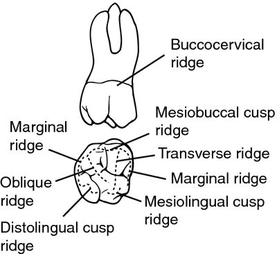 Oblique ridge | definition of oblique ridge by Medical dictionary Medical Dictionary, Medical Terms, Graduation Pictures, Peace Gesture, Meant To Be, Literature, Medical