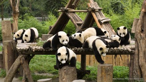 Panda playground, Wolong Nature Reserve, China by superstock Bear Jokes, Panda Habitat, Giant Pandas, Panda Bears, Panda Love, Wildlife Habitat, Backyard Inspo, Chinese Cooking, Giant Panda