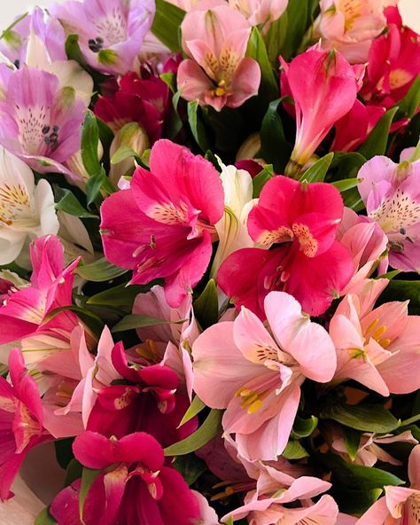 Did you know?📝 Alstroemeria, also known as the Peruvian Lily, is not just beautiful but also incredibly long-lasting! These flowers symbolize friendship, making them a thoughtful and meaningful gift. Each stem often carries multiple blossoms, creating a lush, vibrant display with just a few stems. Their bright colors and intricate markings add a touch of exotic elegance to any space. Next time you’re choosing flowers, consider the timeless beauty of alstroemeria! Peruvian Lily, Peruvian Lilies, Just Beautiful, Pretty Flowers, Meaningful Gifts, Timeless Beauty, Bright Colors, Lush, Did You Know