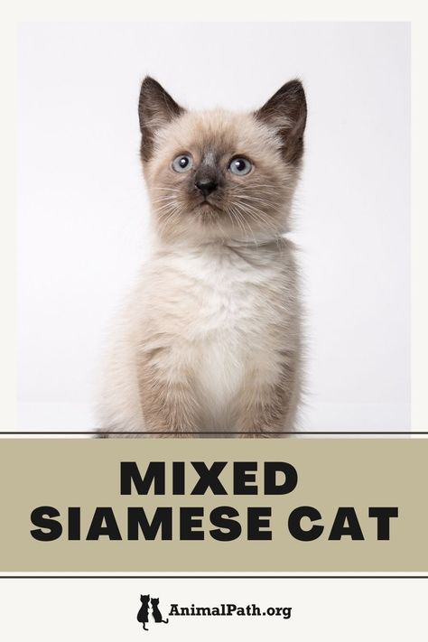 Why are Siamese mixed cats are loved by so many, and what you can expect from their personalities? Siamese Mix Cats, Small Cat Breeds, Exotic Cat Breeds, Best Cat Breeds, Different Cat Breeds, Large Cat Breeds, Tonkinese, Mother Cat, Siamese Kittens