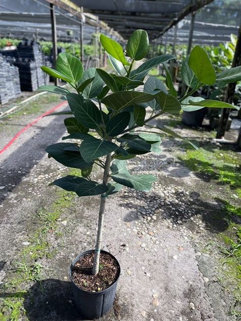 10” Ficus Audrey Standard 3.5-4' Audrey Ficus, Ficus Benghalensis, Ficus Audrey, Fiddle Leaf, Trendy Home Decor, Fiddle Leaf Fig, Living Environment, Trendy Home, Indoor Air Quality