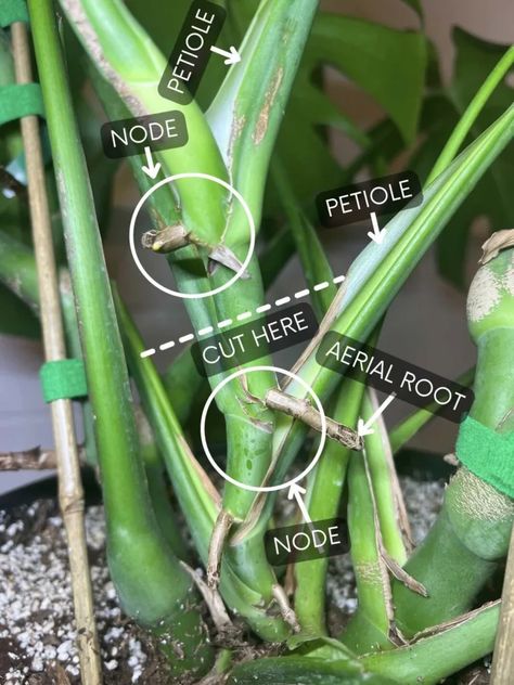 From Beginner to Plant Boss: Mastering the Monstera Deliciosa Monstera Repotting, Monstera Propagation, How To Propagate Monstera, Propagating Monstera, Propagating Monstera Deliciosa, How To Separate Monstera Plant, Propergate Monstera, How To Stake Monstera Plant, Water Propagation Monstera