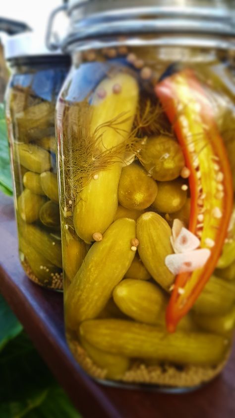 How To Pickle Gherkins Recipe, Pickled Gherkins Recipe, Pickled Gherkins, Gherkin Pickle Recipe, Gherkin Recipe, Gherkin Pickles, Gherkins Recipe, Gherkins Pickles, Gherkins Pickles Recipes