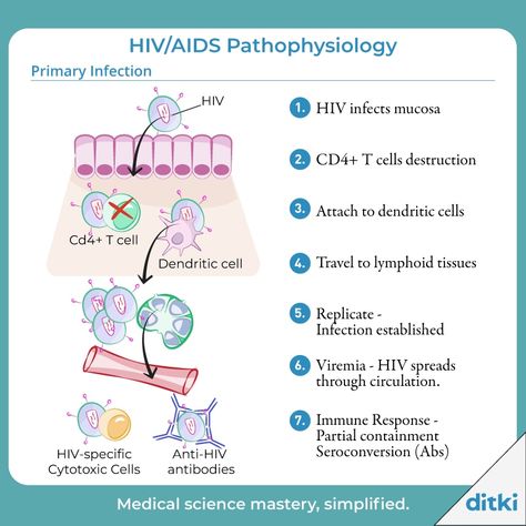 What happens in the chronic infection stage? Learn more: https://ditki.com/course/physiology/immune/immunology/1469/pathophysiology-hiv #ditki #usmle #meded #medschool #medstudent #highered #mededonline #usmletutorials #pathology #HIV #virology #microbiology #nursing #pance #physicianassistant #osteopath #allopath #medicine #science #healthscience #nurse #premed #mcat #mbbs Hiv Nursing Notes, Virology Microbiology, Hiv Aids Symptoms, Aids Disease, Pathophysiology Nursing, Hiv Symptoms, Medications Nursing, T Cells, Nursing Study Guide