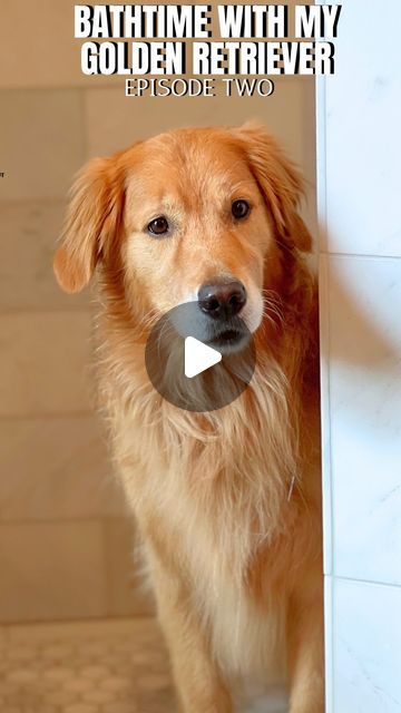 Sunday | Not Your Typical  Golden Retriever on Instagram: "Come with me while I give my Golden Retriever a bath. 🧼 Do you think she liked it? 🫧😁  #goldenretriever #goldenretrieversofinstagram #dogsofinstagram #sundaythegoldenretriever #dogbathroutine #dogbath #asmr" English Golden Retriever Puppy, Golden Retriever Puppy Swimming, Teddy The Golden Retriever, Golden Retriever Videos, Female Golden Retriever, Puppy Golden Retriever, Golden Retriever Bath, Golden Retriever Puppy Beach, Miniature Golden Retriever