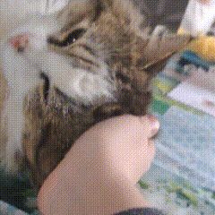 Cat Stim Gif, Stimboard Gifs, Stim Gifs, Stim Board, Weezer, Favorite Character, Mac, Gif, Kitty