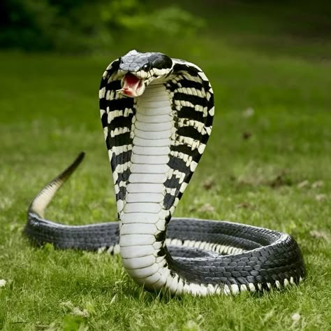 Cobra Reference, Cobra Photo, Snake Craft, King Cobra Snake, Snake Species, Snake Crafts, Snake Images, Poisonous Snakes, Traditional Tattoo Inspiration