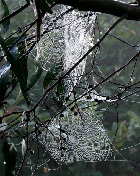 Astonishing Photographs of Spider Webs Macro Fotografie, Spider Art, Airbrush Art, Foto Art, Black N White Images, White Picture, Black White Photos, Black N White, Cebu