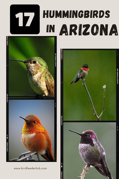 Explore the diversity of Arizona's hummingbirds with our guide covering 17 species that can be seen in the state, from the 11 common species to the 6 rare visitors. Find out how to welcome these captivating birds into your yard with helpful attraction tips. Arizona Hummingbirds, Arizona Birds, Ruby Throated Hummingbird, Dark Wings, Rare Species, State Of Arizona, White Patches, Rare Birds, How To Attract Hummingbirds