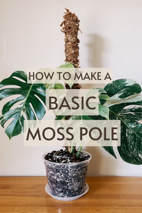 Moss Poles How To Make A Moss Pole, Diy Moss Pole, Moss Pole, Trailing Plants, Plant Care, Budget Friendly, House Plants, Plants