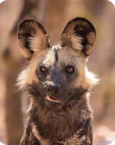 Random Animal Pictures, Spotted Hyena Photography, African Wild Dog Fursona, Dynamic Animal Poses Reference, Animal Reference Photos For Drawing, Animal Side Profile, Hyena Character Design, Hyena Aesthetics, Hyena Eating