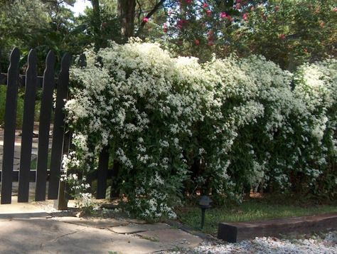 Clematis is a popular vine selection Clematis Terniflora, Privacy Screen Plants, Clematis Paniculata, Clematis Trellis, Landscaping Along Fence, Sweet Autumn Clematis, Autumn Clematis, Garden Hedges, Screen Plants