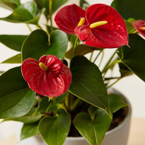 🌺 The Red Anthurium is a tropical plant that symbolizes hospitality, luck, and strong relationships. Its large, bold heart-shaped flower is a modified leaf called a bract and can last for months with proper care. ❤️ Originally found in areas of the Andes Mountain range in Columbia and Ecuador, these plants thrive in warm, bright spots with indirect light and add a tropical flair to any space. 🌴🌞 #livingroomdecor #newplants #bloomscape #plantdecor #bloomscapeyourspace #redanthurium #tropical... Red Anthurium, Tropical Beauty, Strong Relationship, Mountain Range, Tropical Plants, Plant Decor, Ecuador, Garnet, Columbia