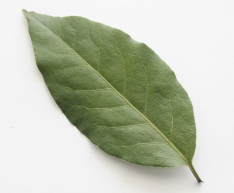 Spotlight on Herbs: Bay Leaf | The humble bay leaf -- cultivated since the beginning of recorded history, used as a symbol of honor in Ancie... Herbs And Meanings, Bay Leaves Uses, Bay Leaf Tree, Bay Laurel Tree, Roman Culture, Leaf Symbol, Home Pest Control, Laurel Tree, Bay Laurel