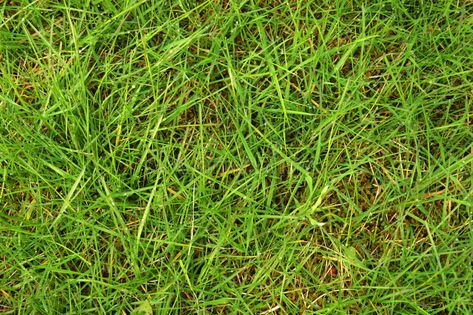 Grass From Above, Disc Ideas, Lawn Problems, Chemical Energy, Morning Dew, Red River, Design Display, Booth Design, Drought Tolerant