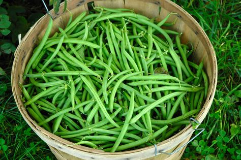 Picked Green Beans, Harvest Snaps, Growing Green Beans, Growing Beans, Snap Beans, Summer Flower Arrangements, Bean Plant, Succession Planting, Runner Beans