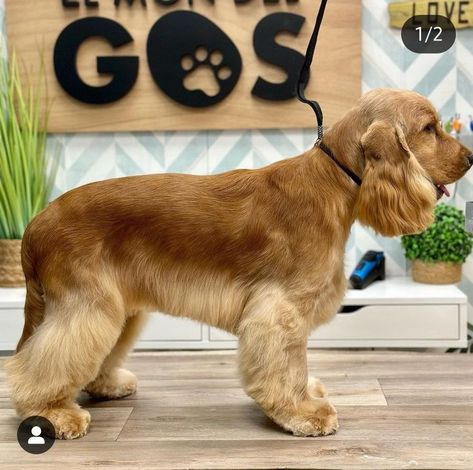 Cocker Spaniel Short Haircut, English Cocker Spaniel Haircut, Cocker Spaniel Haircut Styles, Cocker Spaniel Grooming Styles, Spaniel Haircut, Dogs Haircut, Cocker Spaniel Haircut, Golden Cocker Spaniel Puppies, Cocker Spaniel Grooming