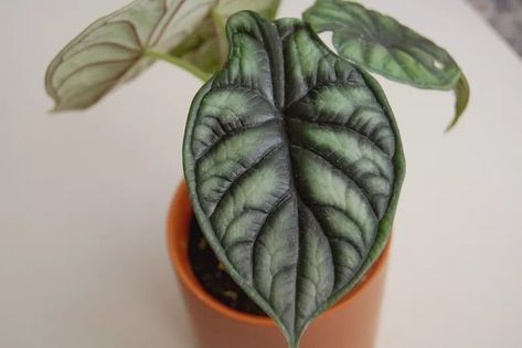 Dragon Scale Alocasia, Alocasia Baginda, Alocasia Dragon Scale, Arrowhead Vine, Fast Growing Vines, Plants Nursery, Flowering House Plants, Alocasia Plant, Growing Vines