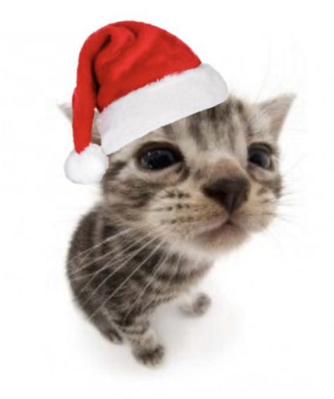 Christmas Cat Pfp Aesthetic, Cat With Santa Hat Pfp, Christmas Cat Profile Picture, Xmas Cat Pfp, Silly Christmas Pfp, Christmas Pfps Cute, Christmas Tiktok Pfp, Cat Christmas Meme, Cute Pfp Christmas