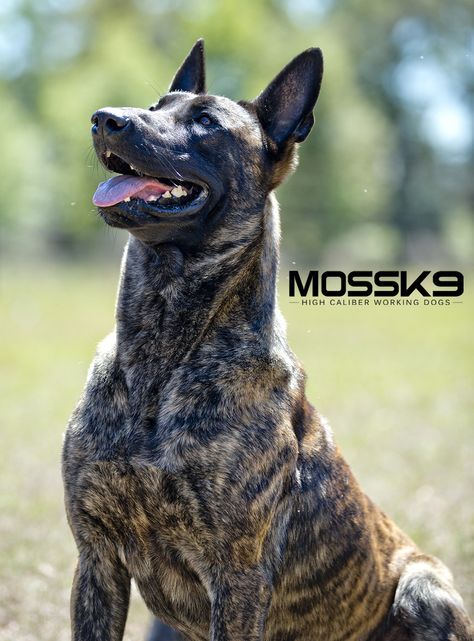 KNPV Dutch Shepherd Belgian Malinois Working Dog Moss K9 Malinois Puppies For Sale, Dutch Shepherd Dog, Belgian Food, Malinois Puppies, Dutch Shepherd, Belgian Malinois Dog, Malinois Dog, Working Dog, Military Dogs