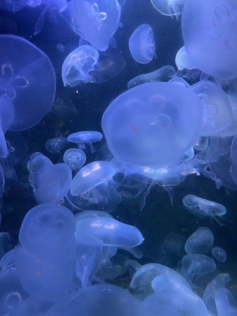 Cool Fish, Jellyfish, Berlin, Celestial Bodies, Lake, Fish