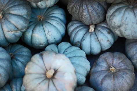 the pink clutch ...: Blue Pumpkins ... #yesplease Halloween Pumpkins Painted, Blue Pumpkins, Pink Clutch, White Pumpkins, Autumn Aesthetic, Fall Fun, Fall Thanksgiving, Pumpkin Patch, Fall Halloween