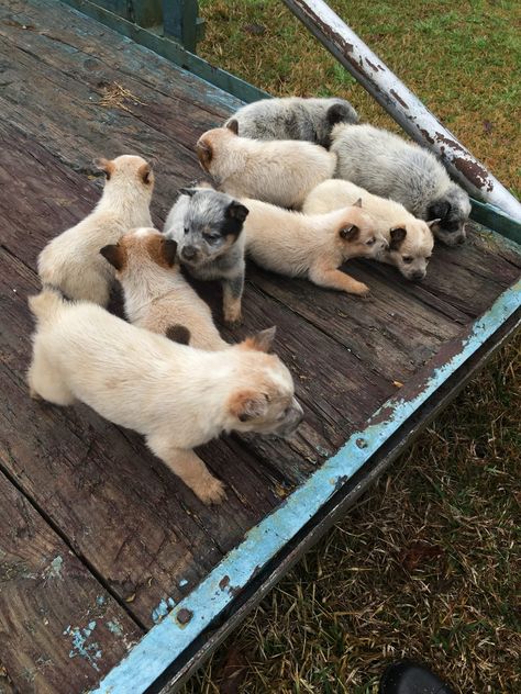 Blue and Red Heeler puppies!! Red Heeler Puppy, Red Heeler Puppies, Red Heeler Dog, Austrailian Cattle Dog, Red Heelers, Heeler Dog, Heeler Puppies, Blue Heelers, Newborn Puppies