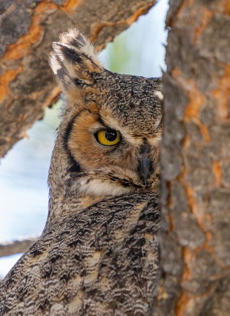 Great Horned Owl Aesthetic, Owl Aesthetic, Owl Face, Owl Wings, Owl Photography, Owl Pictures, Great Horned Owl, Birds Of Prey, Bird Art