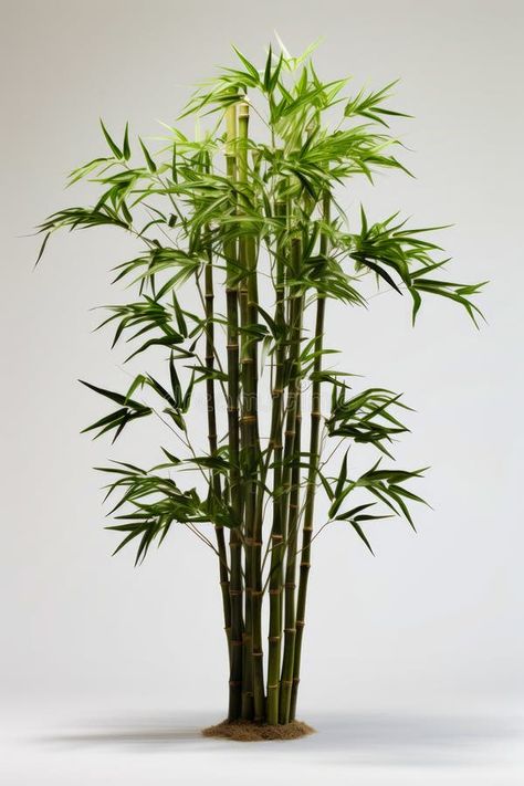 Tall bamboo plant in white pot on table top. Generative AI royalty free stock photography Bamboo Column, Chinese Bamboo Tree, Bamboo Aesthetic, Bamboo House Plant, Bamboo Pot, Environment Reference, Chinese Bamboo, Bamboo Plant, Chinese Aesthetic